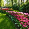 Keukenhof