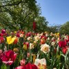 Keukenhof