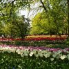 Keukenhof